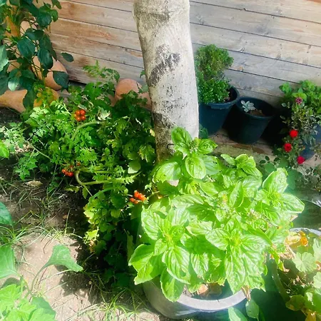 Apartment Irini's Qeparo