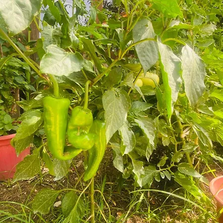 Apartment Irini's Qeparo